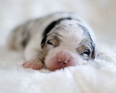 CHIOT 6