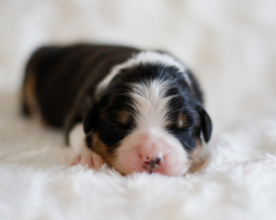 CHIOT 7