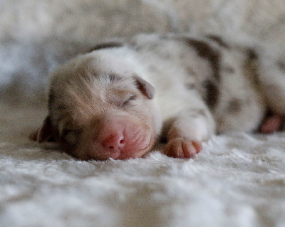 Mâle rouge merle 