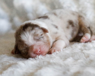 Femelle rouge merle 