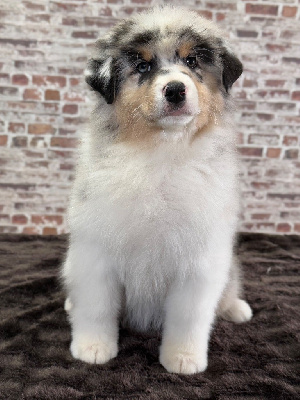 Femelle Bleu Merle