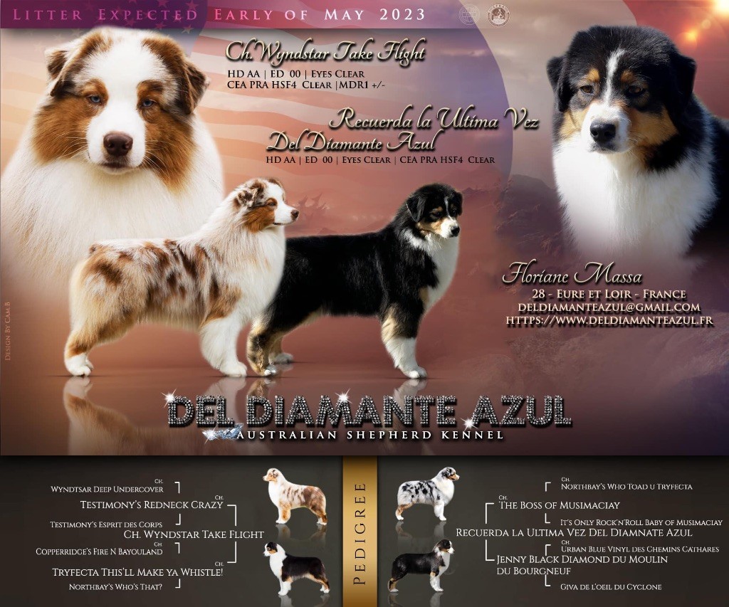 Del Diamante Azul - Berger Australien - Portée née le 09/05/2023